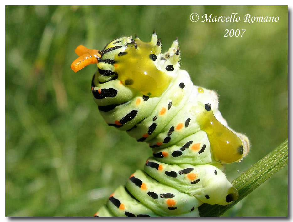 Strategie di difesa: osmeterium del bruco di Papilio machaon